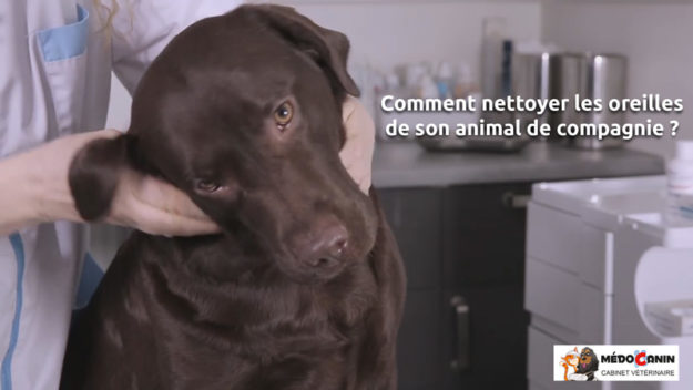 Nettoyer-les-oreilles Nettoyer-les-oreilles