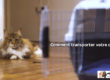 Transporter-son-chat