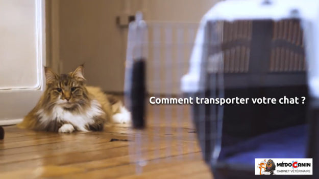 Transporter-son-chat Transporter-son-chat