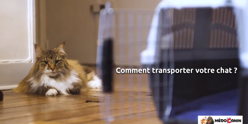 Transporter-son-chat