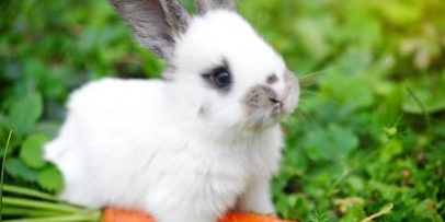 Alimentation-lapin-sevrage-1