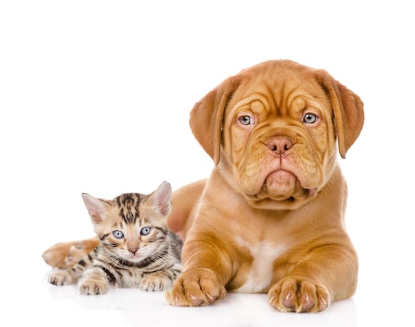 Vous Venez D Adopter Un Chiot Ou Un Chaton Cabinet Veterinaire Medocanin